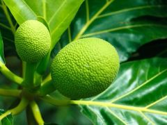 BENEFÍCIOS DAS frutas