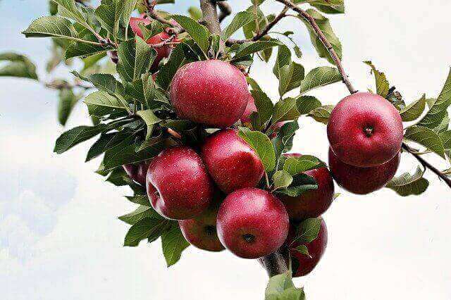 nomes de frutas com a letra m